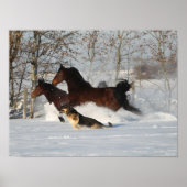 Bob Langrish | Twee Morgan Horses en Dog in sneeuw Poster (Voorkant)