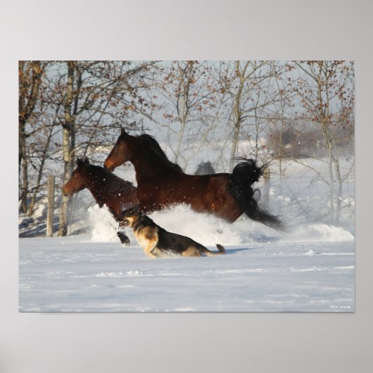 Bob Langrish | Twee Morgan Horses en Dog in sneeuw Poster (Voorkant)