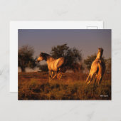 Bob Langrish | Twee paarden die op zonsondergang r Briefkaart (Voorkant / Achterkant)