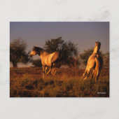 Bob Langrish | Twee paarden die op zonsondergang r Briefkaart (Voorkant)