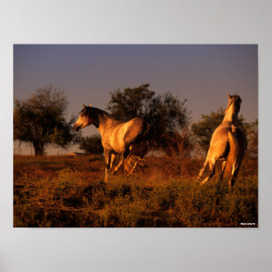 Bob Langrish Twee paarden die op zonsondergang r Poster