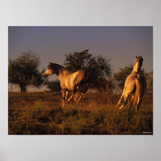 Bob Langrish | Twee paarden die op zonsondergang r Poster (Voorkant)