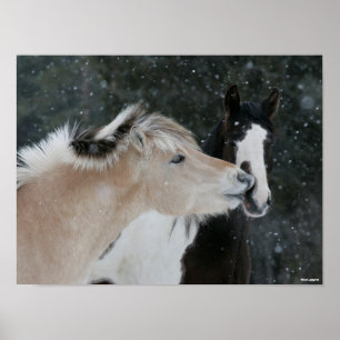 Bob Langrish   Twee pony's die elkaar ontmoeten op Poster