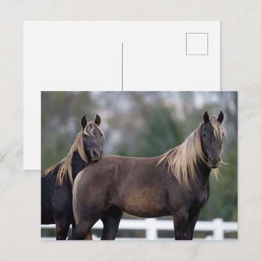 Bob Langrish | Twee Rocky Mountain-paarden Briefkaart (Voorkant / Achterkant)