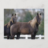 Bob Langrish | Twee Rocky Mountain-paarden Briefkaart (Voorkant)