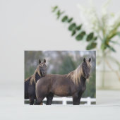 Bob Langrish | Twee Rocky Mountain-paarden Briefkaart (Staand voorkant)