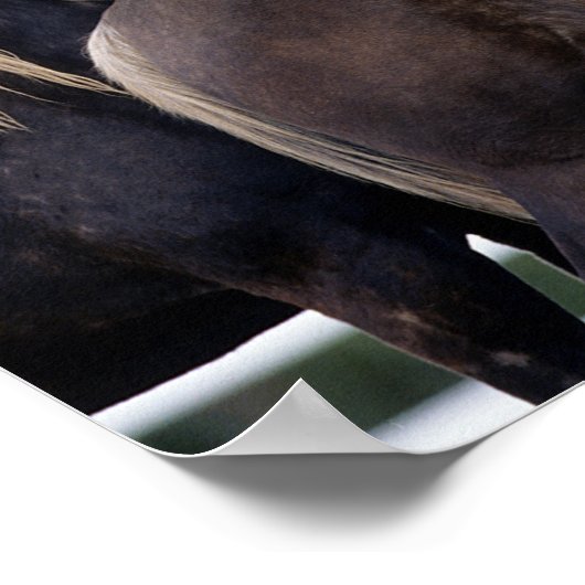 Bob Langrish | Twee Rocky Mountain-paarden Poster (Hoek)