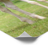 Bob Langrish | Twee staande sportkalveren Poster (Hoek)