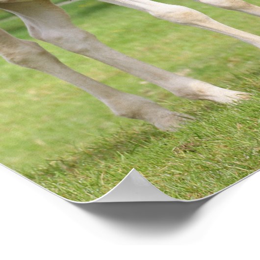 Bob Langrish | Twee staande sportkalveren Poster (Hoek)