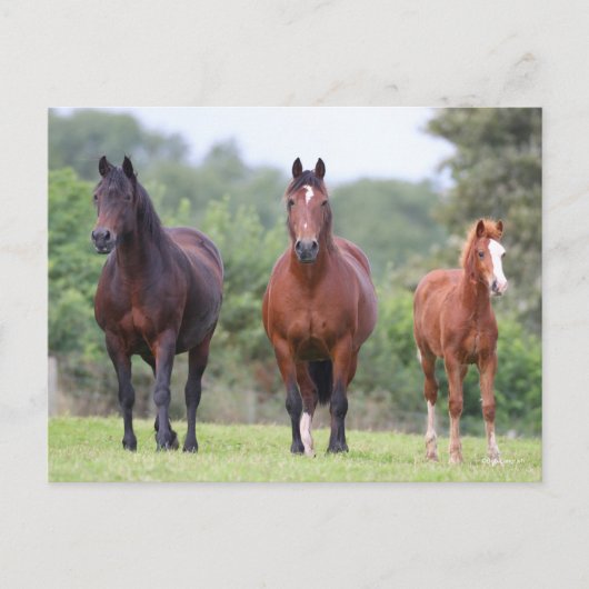 Bob Langrish | Twee uitschot met schimmel Briefkaart (Voorkant)
