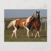 Bob Langrish | Twee verfpaarden die samen spelen Briefkaart (Voorkant)