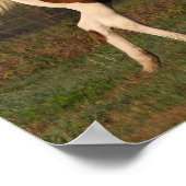 Bob Langrish | Twee verfpaarden die samen spelen Poster (Hoek)