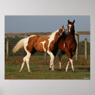 Bob Langrish   Twee verfpaarden die samen spelen Poster
