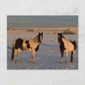 Bob Langrish | Twee verfpaarden in de sneeuw Briefkaart (Voorkant)