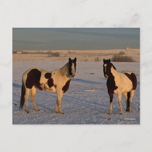 Bob Langrish | Twee verfpaarden in de sneeuw Briefkaart (Voorkant)