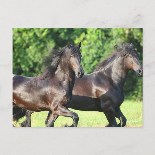 Bob Langrish | Twee vrienden die samenwerken Briefkaart (Voorkant)