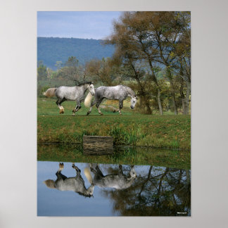 Bob Langrish | Twee warmbloedige pannen van het me Poster