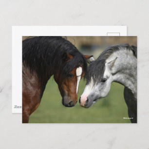 Bob Langrish   Twee Welsh Ponies Meeting Briefkaart
