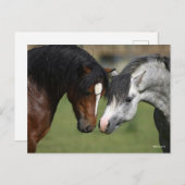 Bob Langrish | Twee Welsh Ponies Meeting Briefkaart (Voorkant / Achterkant)
