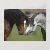 Bob Langrish | Twee Welsh Ponies Meeting Briefkaart (Voorkant)