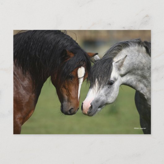 Bob Langrish | Twee Welsh Ponies Meeting Briefkaart (Voorkant)