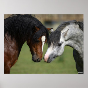 Bob Langrish Twee Welsh Ponies Meeting Poster
