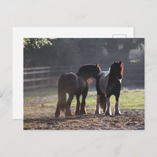 Bob Langrish | Twee zigeunerventilatoren met achte Briefkaart (Voorkant / Achterkant)