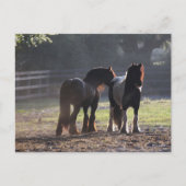 Bob Langrish | Twee zigeunerventilatoren met achte Briefkaart (Voorkant)