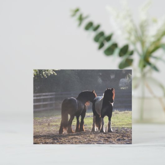 Bob Langrish | Twee zigeunerventilatoren met achte Briefkaart (Staand voorkant)