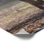 Bob Langrish | Twee zigeunerventilatoren met achte Poster (Hoek)