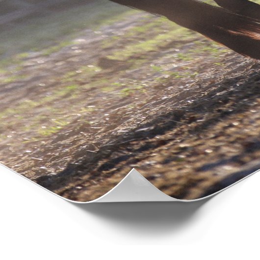 Bob Langrish | Twee zigeunerventilatoren met achte Poster (Hoek)