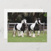 Bob Langrish | Twee zwarte en witte gipspanners Briefkaart (Voorkant / Achterkant)