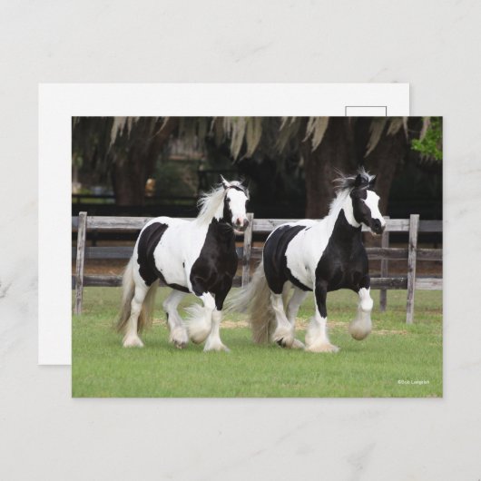 Bob Langrish | Twee zwarte en witte gipspanners Briefkaart (Voorkant / Achterkant)