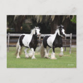 Bob Langrish | Twee zwarte en witte gipspanners Briefkaart (Voorkant)