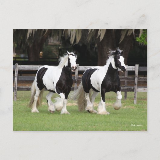 Bob Langrish | Twee zwarte en witte gipspanners Briefkaart (Voorkant)