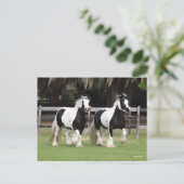 Bob Langrish | Twee zwarte en witte gipspanners Briefkaart (Staand voorkant)