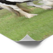 Bob Langrish | Twee zwarte en witte gipspanners Poster (Hoek)