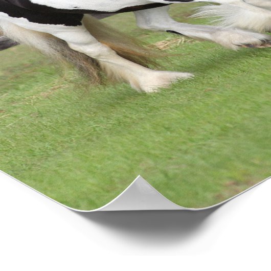 Bob Langrish | Twee zwarte en witte gipspanners Poster (Hoek)