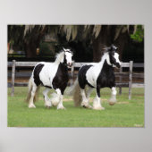 Bob Langrish | Twee zwarte en witte gipspanners Poster (Voorkant)