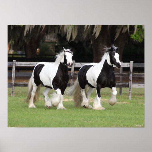 Bob Langrish | Twee zwarte en witte gipspanners Poster (Voorkant)