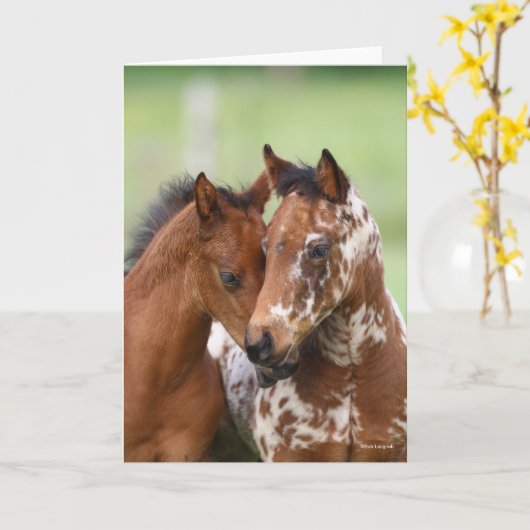 Bob Langrish | Two Appaloosa Foals Meeting Kaart (Gele Bloem)