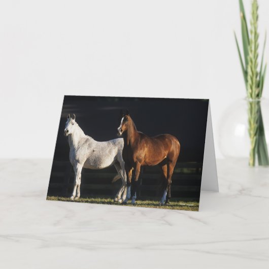 Bob Langrish | Two Arab Mares Standing In Sunlight Kaart (Voorkant)