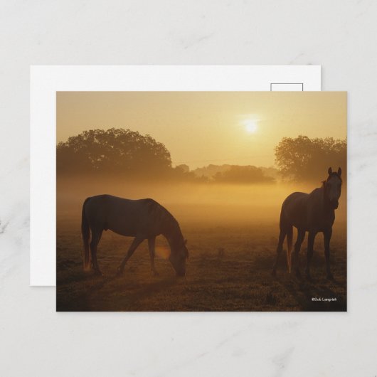 Bob Langrish Two Arabs die bij zonsopgang staan Briefkaart (Voorkant / Achterkant)