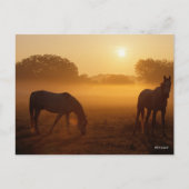 Bob Langrish Two Arabs die bij zonsopgang staan Briefkaart (Voorkant)