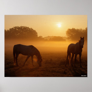 Bob Langrish Two Arabs die bij zonsopgang staan Poster