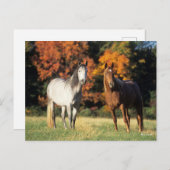 Bob Langrish Two Arabs die samen in het veld staan Briefkaart (Voorkant / Achterkant)