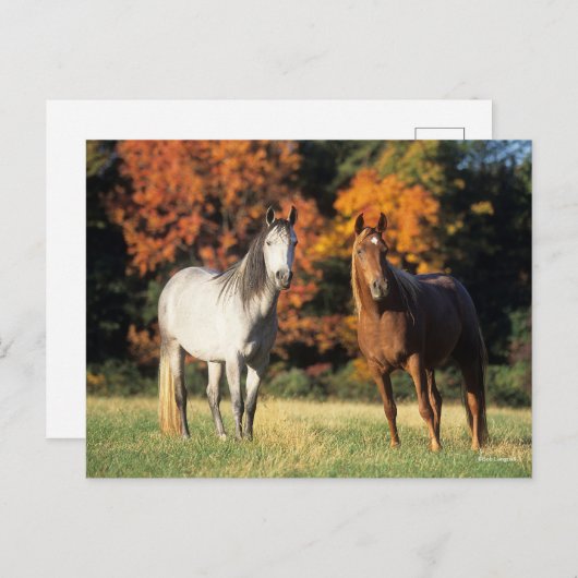 Bob Langrish Two Arabs die samen in het veld staan Briefkaart (Voorkant / Achterkant)