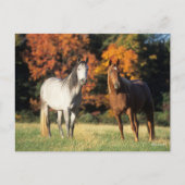 Bob Langrish Two Arabs die samen in het veld staan Briefkaart (Voorkant)