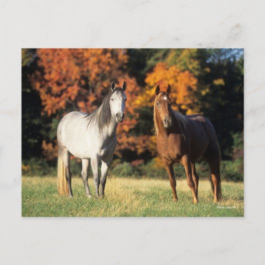 Bob Langrish Two Arabs die samen in het veld staan Briefkaart (Voorkant)