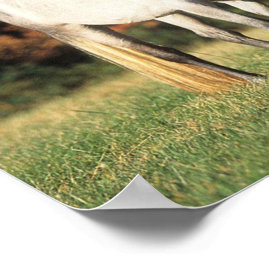 Bob Langrish Two Arabs die samen in het veld staan Poster (Hoek)